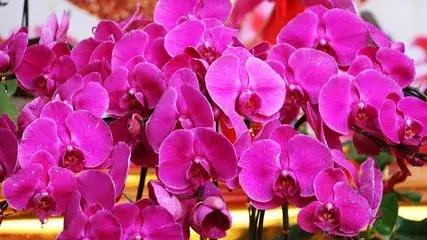 选花技巧和方法,各种花的养花技巧和方法