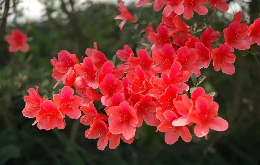 选花技巧和方法,各种花的养花技巧和方法