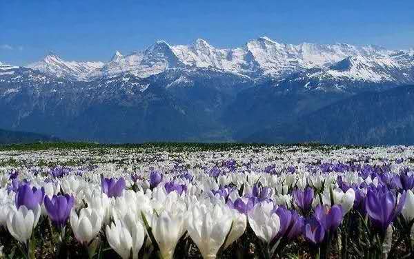 真假藏红花泡水图片,藏红花如何辨别真假