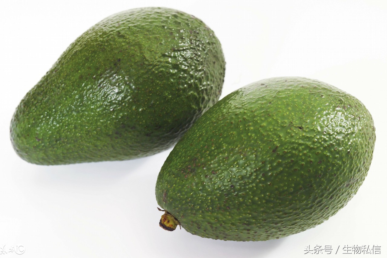 油梨牛油果介绍,夏威夷鳄梨牛油果