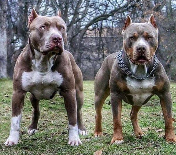 世界十大猛犬藏獒只排第二名,最忠诚十大猛犬西藏山南地区藏獒