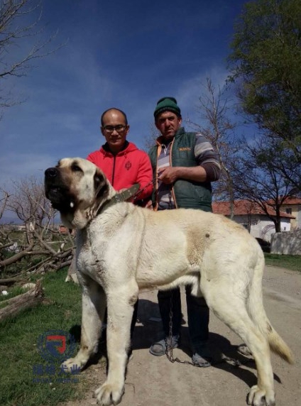 世界十大猛犬藏獒只排第二名,最忠诚十大猛犬西藏山南地区藏獒