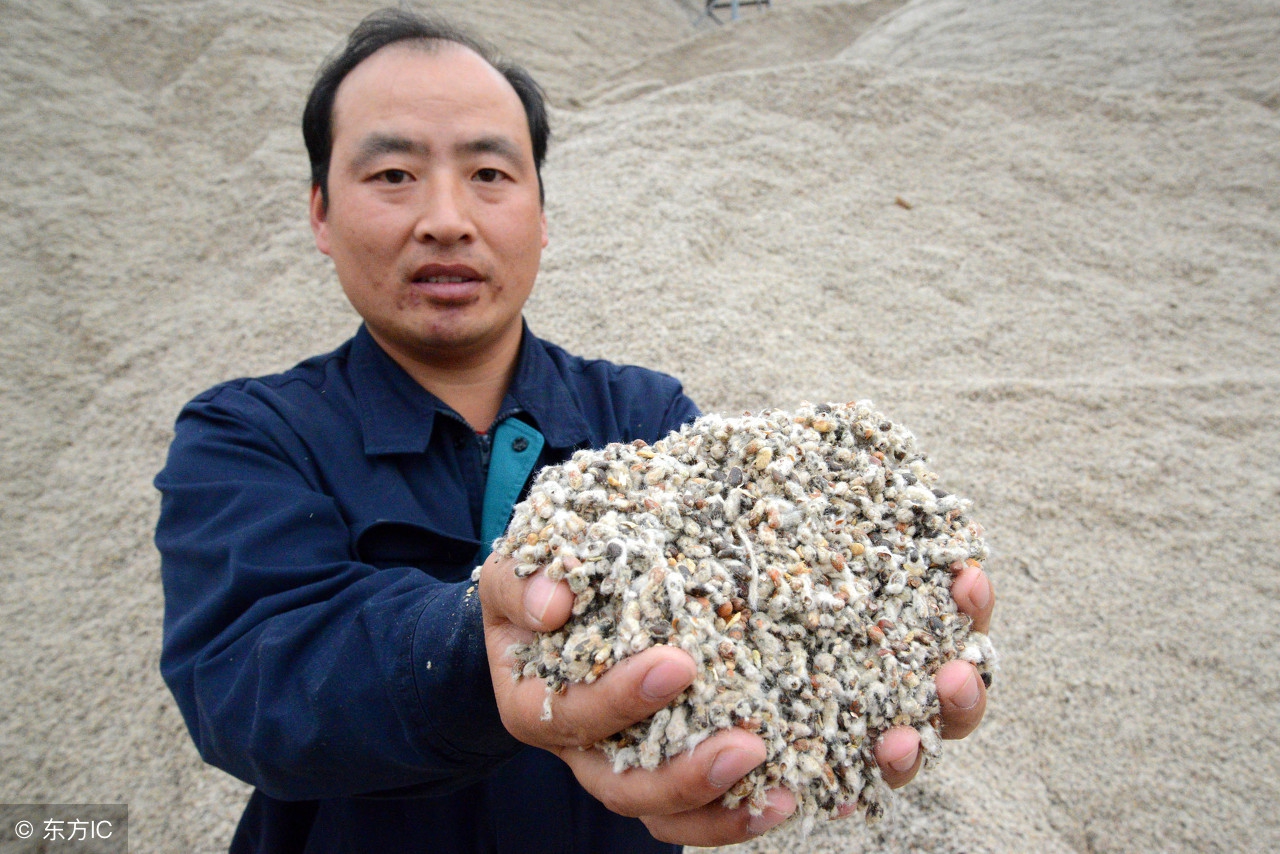 棉籽油能吃吗科学解答,吃棉籽油的好处和害处