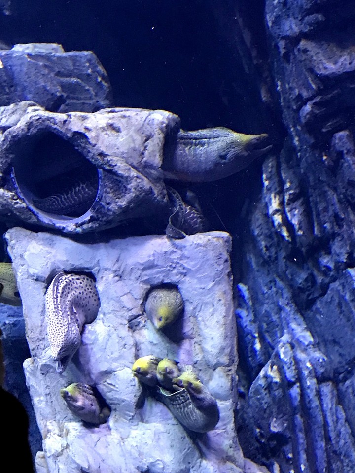 两天一晚珠海长隆旅游攻略,珠海长隆旅行一日游需要准备什么