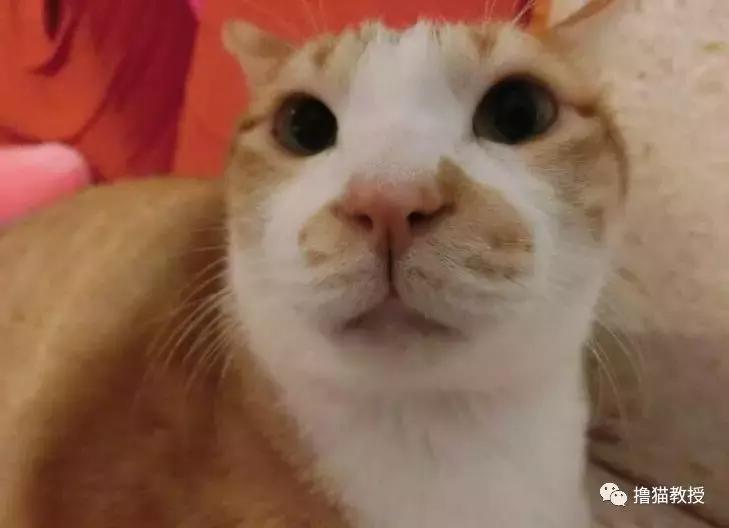 美了!胖猫竟然爱上了敷面膜