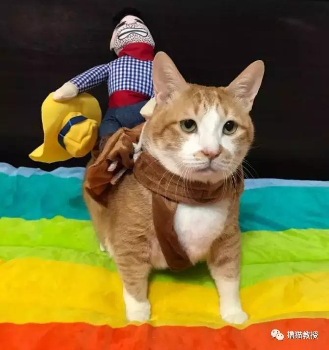 美了!胖猫竟然爱上了敷面膜