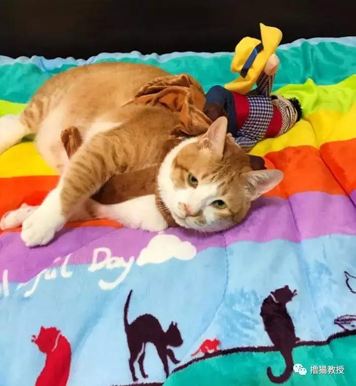 美了!胖猫竟然爱上了敷面膜