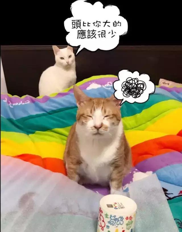 美了!胖猫竟然爱上了敷面膜