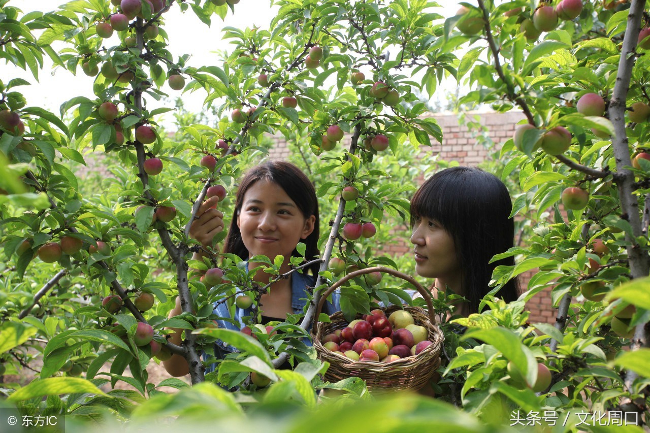 文化周口|河南周口淮阳县曹河乡