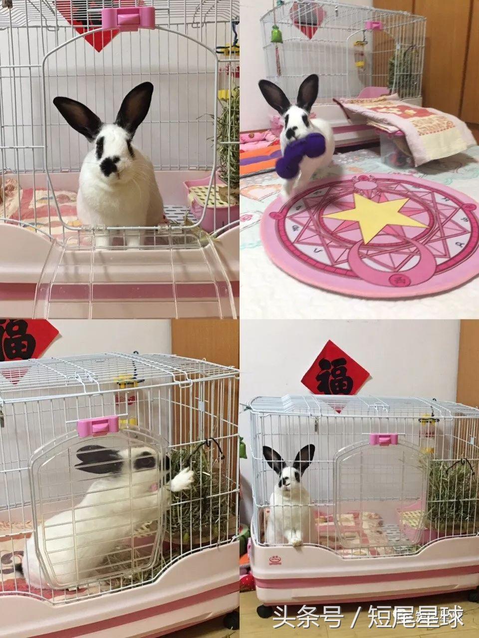 哪种兔笼比较好,兔笼有几种款式