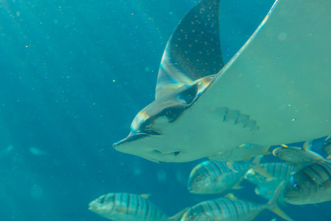 面面旅拍—诉不完千古泪,道不停三亚情,这个冬天我们掌心有太阳