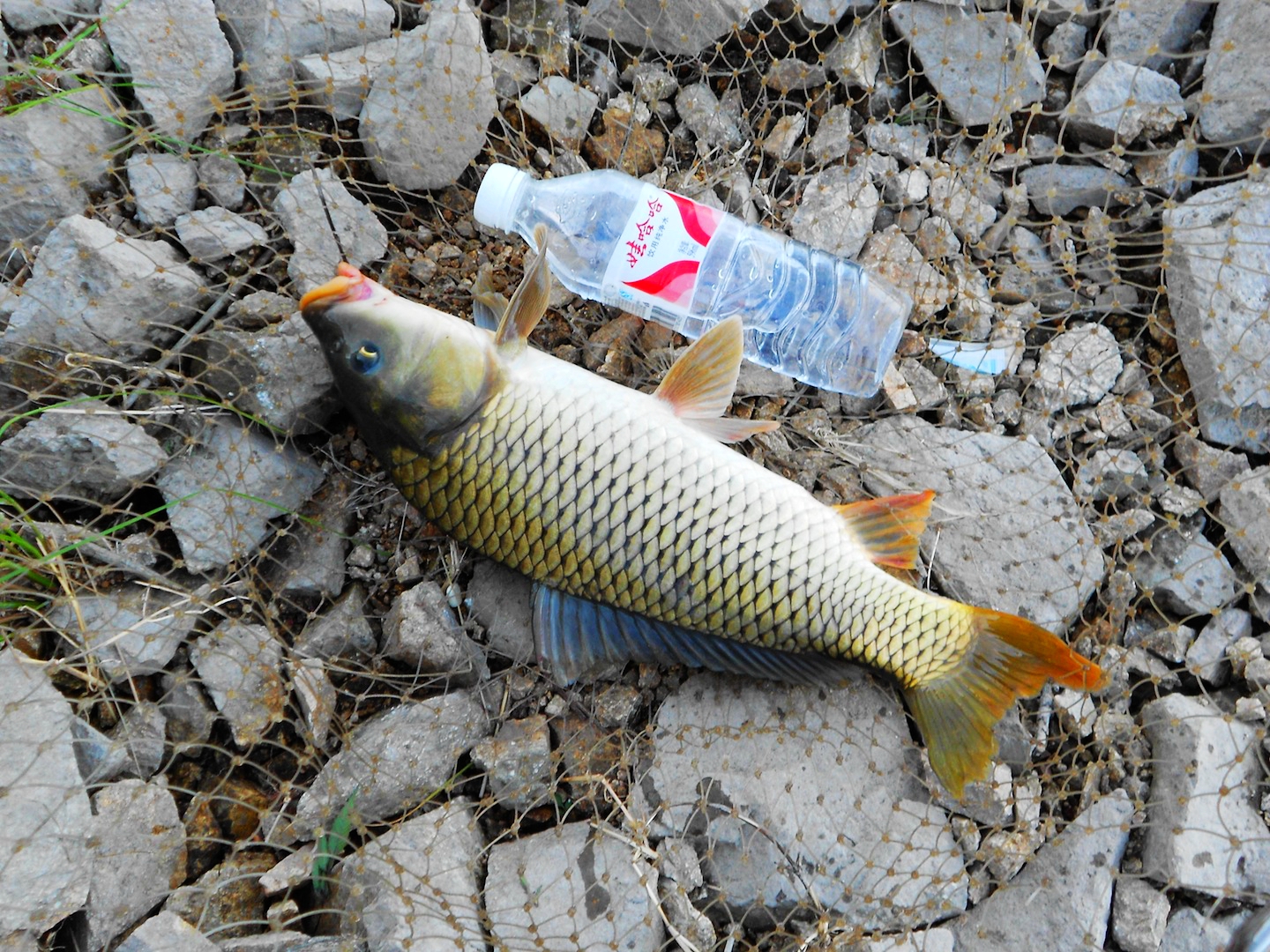 野钓意境图,意境泛舟钓鱼图