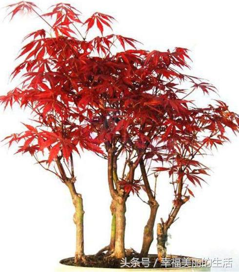 红枫树盆栽怎样摘叶,红枫盆景如何修剪视频教程大全