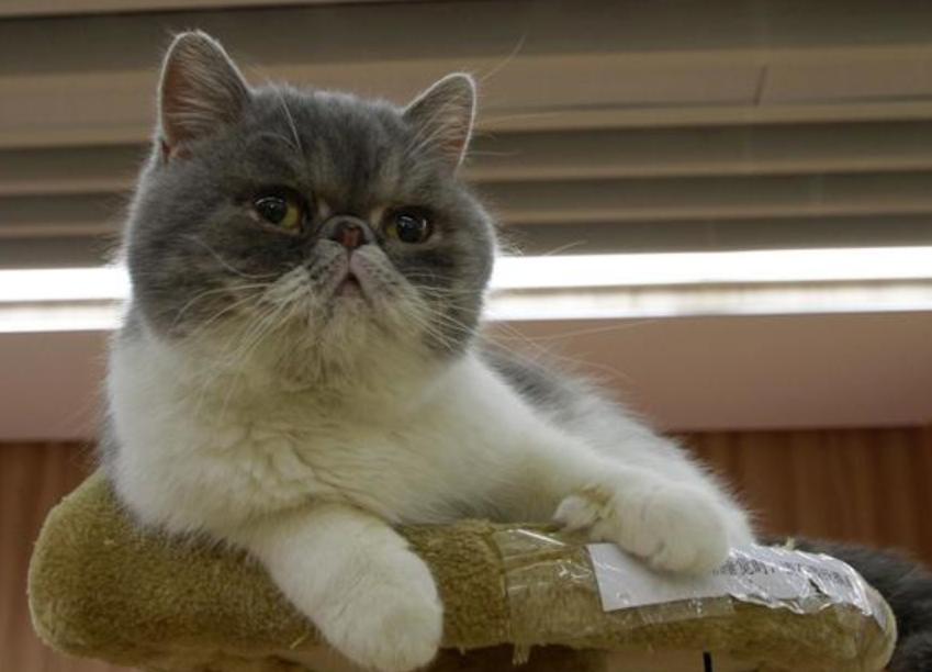 猫咪下巴有黑色颗粒是怎么回事,猫咪的下巴有黑色的东西怎么清理