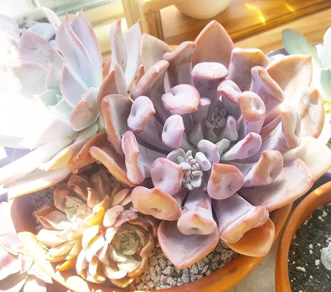 爱神丘比特多肉,多肉爱神丘比特