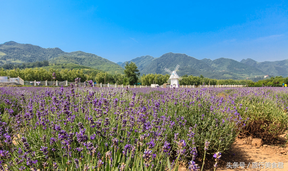 西安附近薰衣草庄园有哪些,西安周边薰衣草景区有哪些