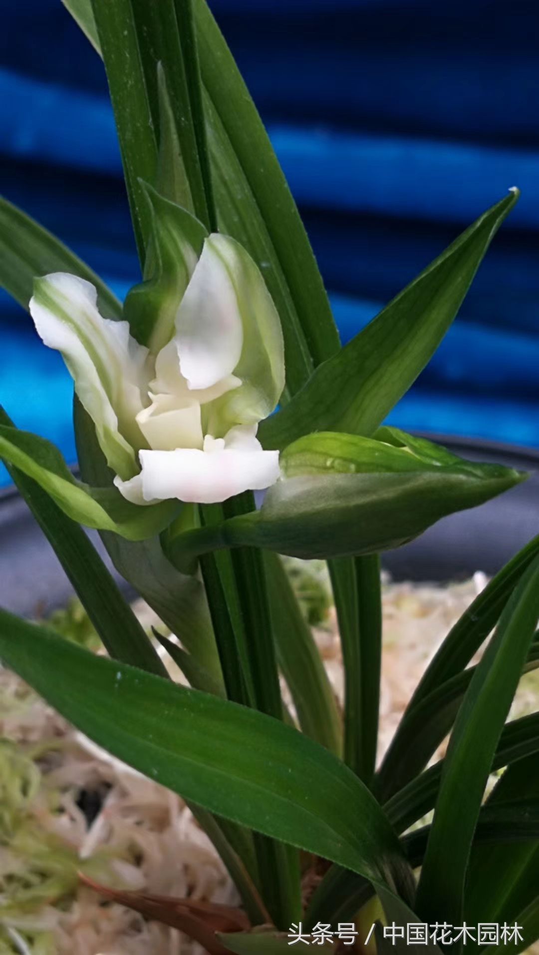 保山兰展特金奖兰花图片,保山市最大的兰花博览会