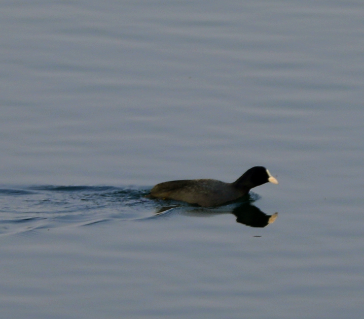 宿州市仙女湖,宿州天鹅湾湖