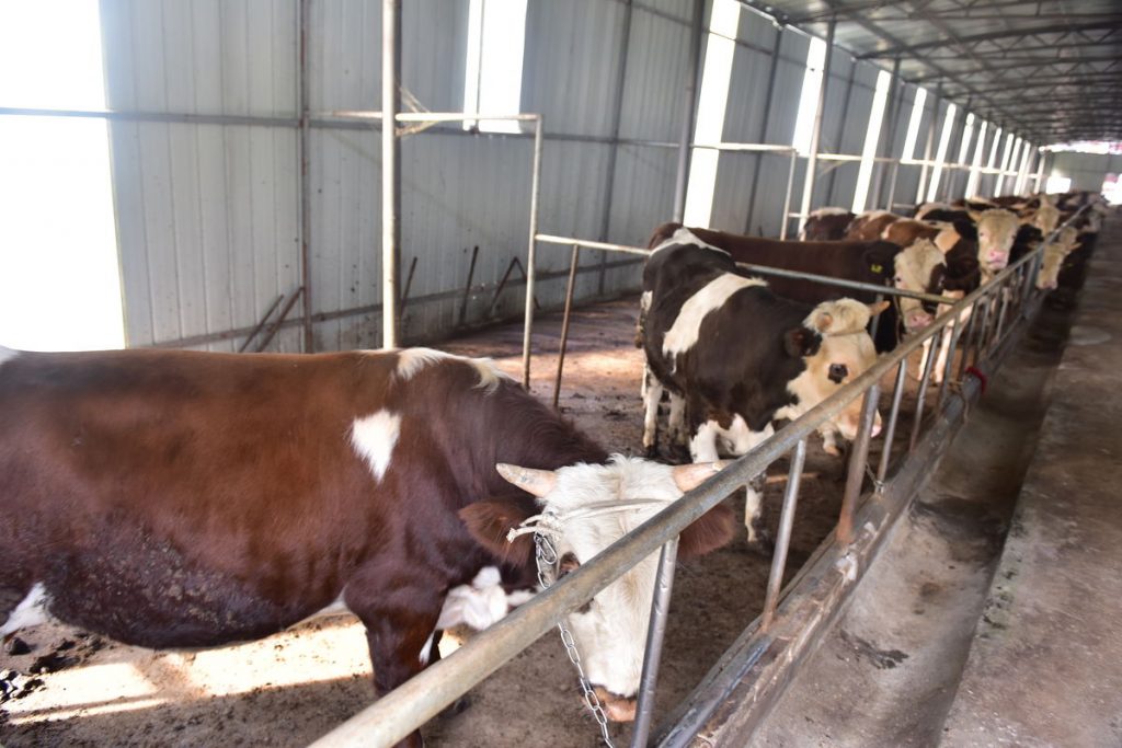 母牛不孕最佳治疗方法,母牛不孕14种方法