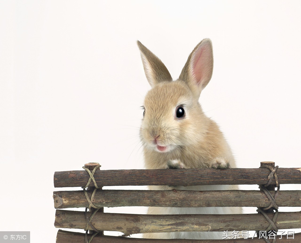 1987年属兔人2024年财运如何,1987年属兔人2024创业全年运势