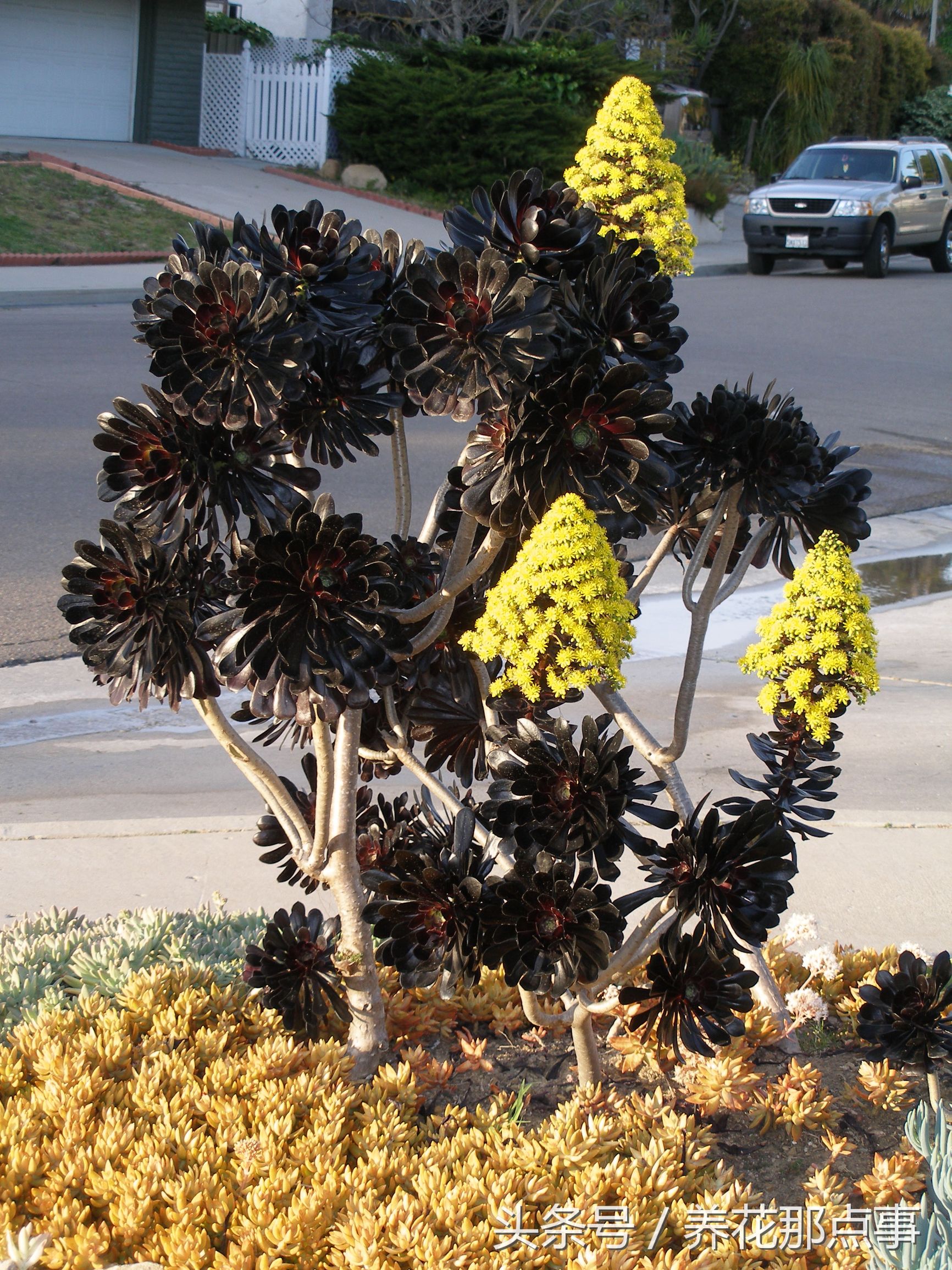 野生大型多肉植物,有野生的多肉植物