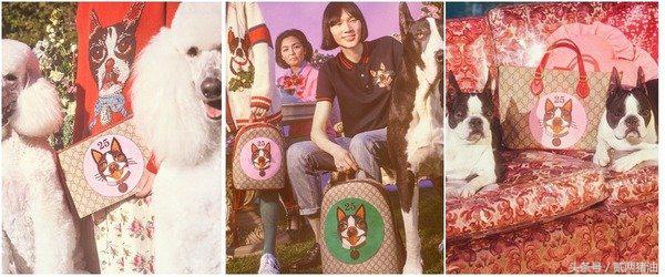 Gucci、LV、小CK狗年汪星人大集合!快把时尚汪们带回家