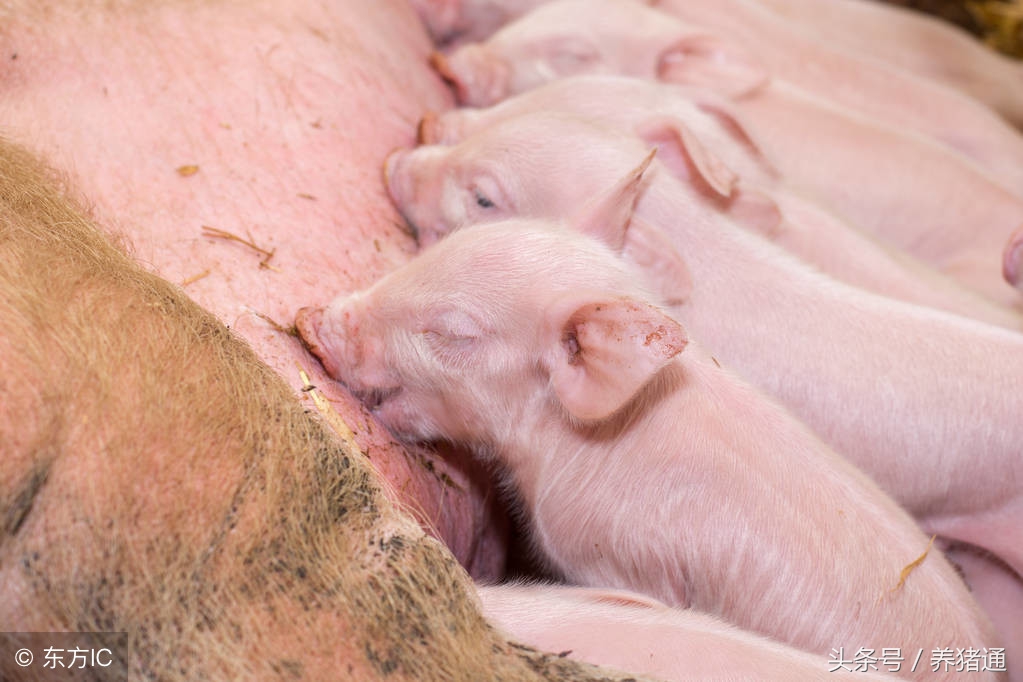 母猪产程过长综合症是指什么?原因有哪些?如何防治?