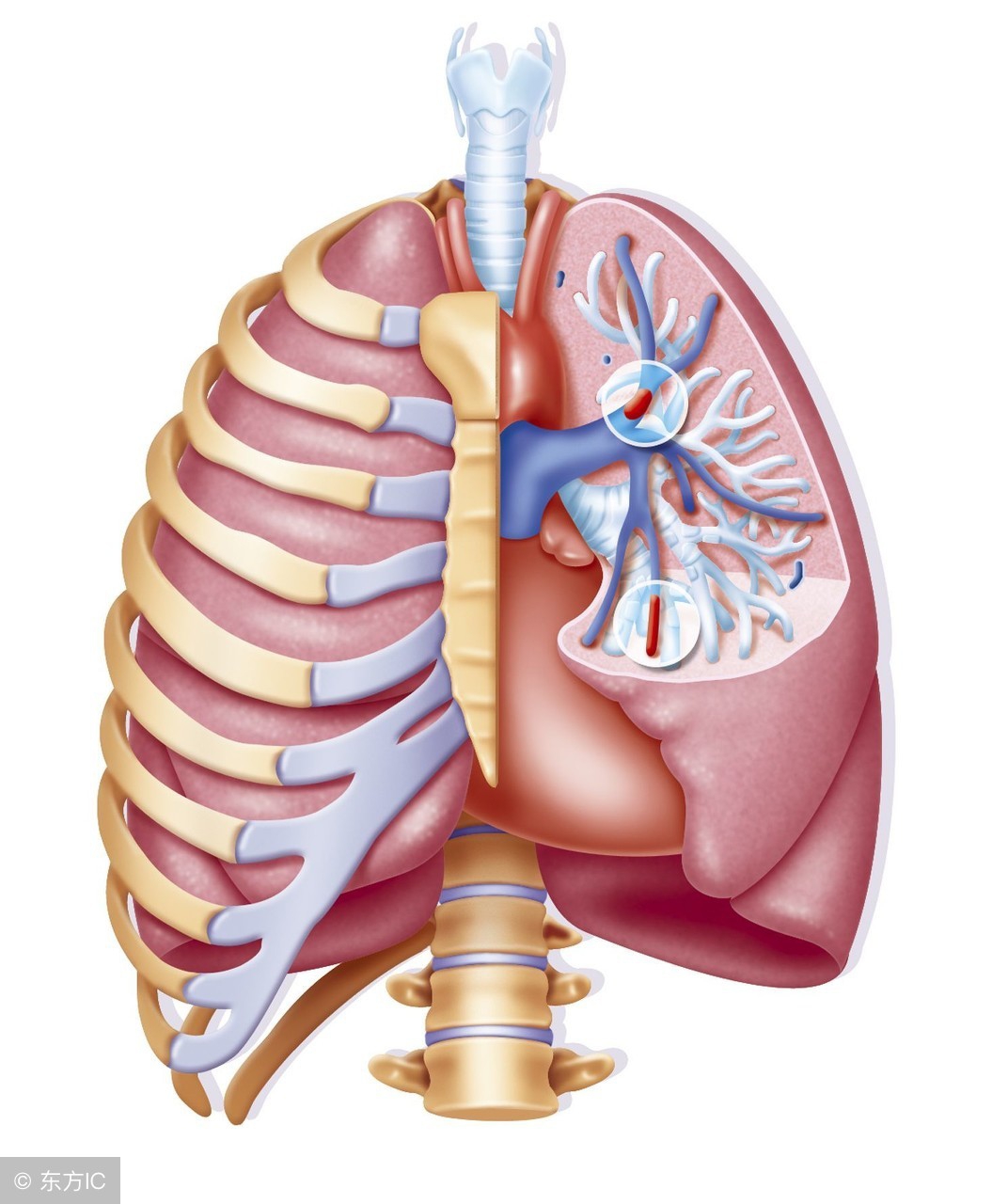 心力衰竭的病人为什么要低盐饮食,心力衰竭的患者饮食注意事项