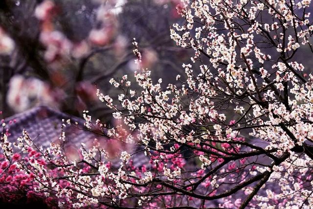 唯美意境古诗词大全简短,冬天唯美意境古诗词