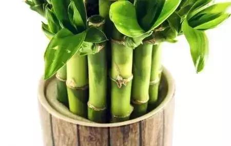 选花技巧和方法,各种花的养花技巧和方法