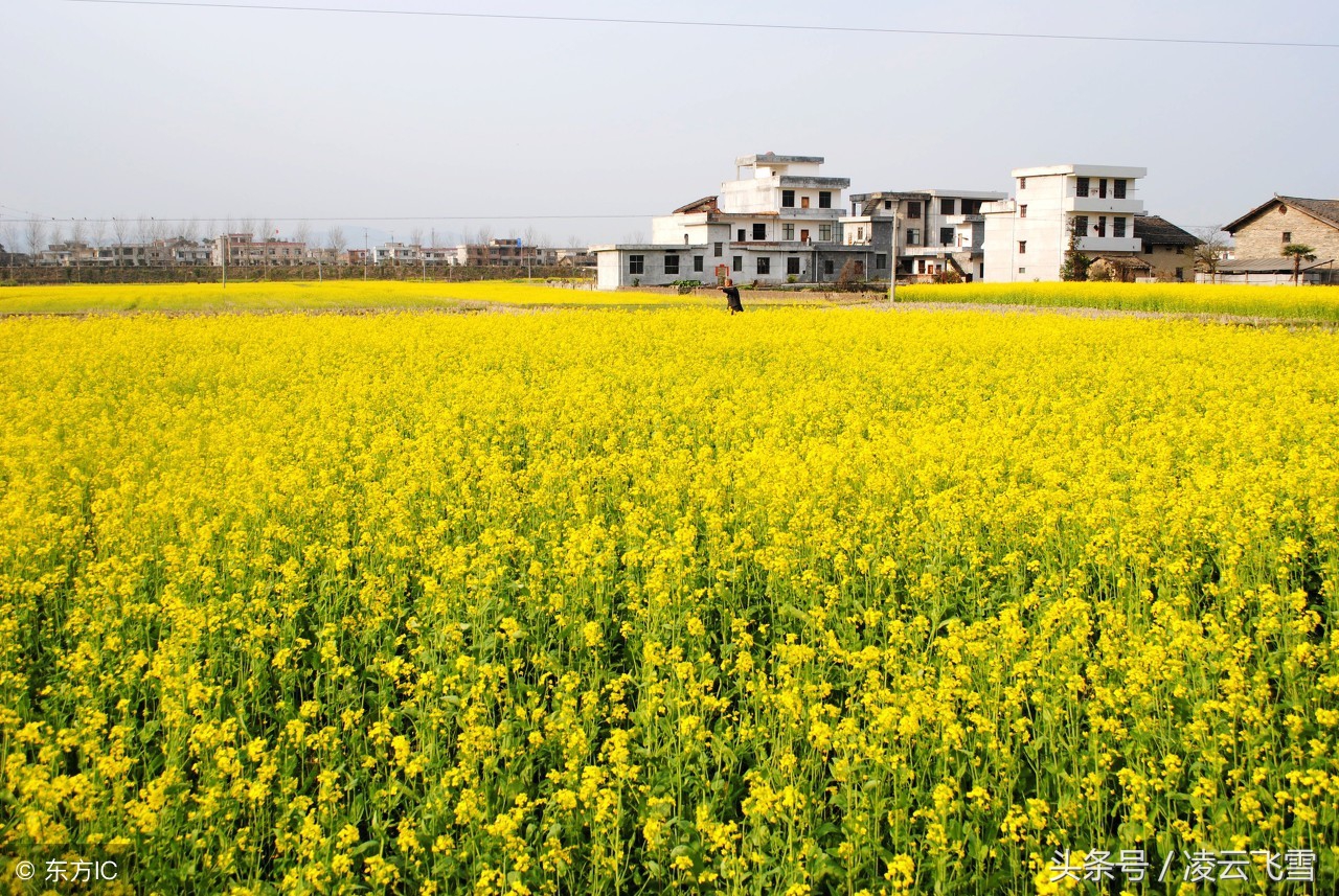 经典田园诗10首唯美中含有深意,最美的十首七绝田园诗