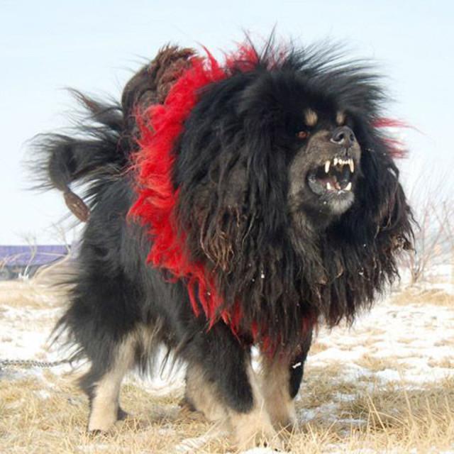 世界十大猛犬藏獒只排第二名,最忠诚十大猛犬西藏山南地区藏獒