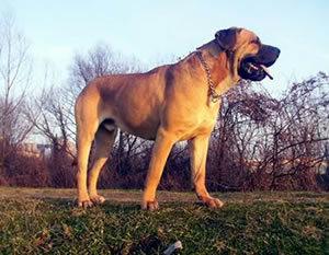 世界十大猛犬藏獒只排第二名,最忠诚十大猛犬西藏山南地区藏獒