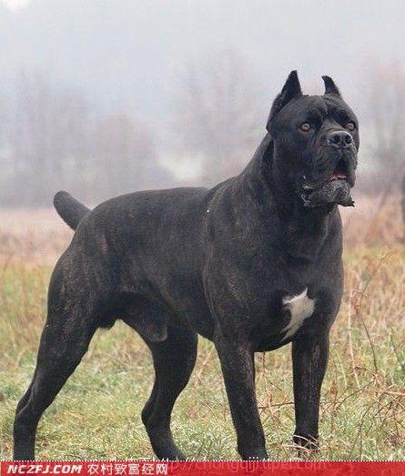 世界十大猛犬藏獒只排第二名,最忠诚十大猛犬西藏山南地区藏獒