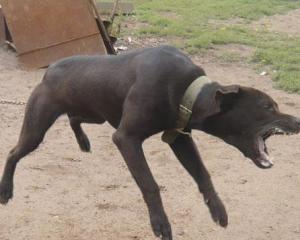 带你了解比特币原始人,带你了解真正的比特犬