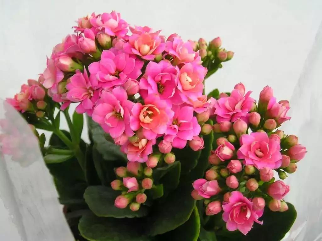 选花技巧和方法,各种花的养花技巧和方法