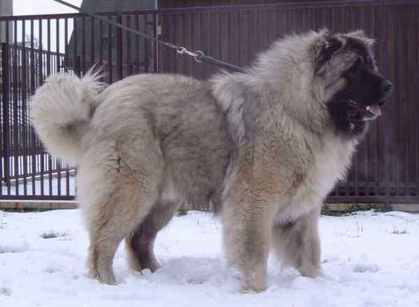 世界十大猛犬藏獒只排第二名,最忠诚十大猛犬西藏山南地区藏獒