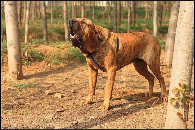 世界十大猛犬藏獒只排第二名,最忠诚十大猛犬西藏山南地区藏獒