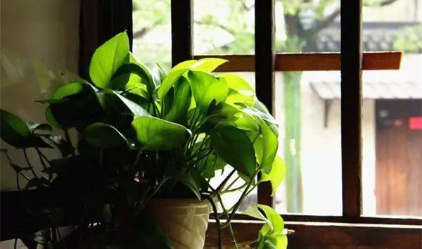 绿萝怎么养才能让绿萝更旺盛,怎样养绿萝才能让绿萝长得更快