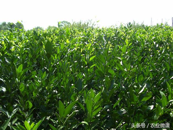 柑桔定植,柑桔移栽怎样生根