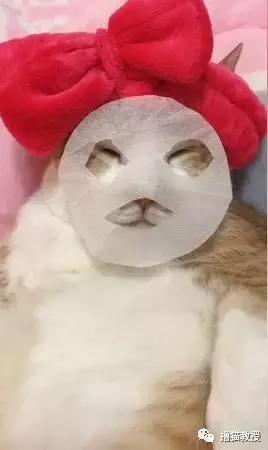 美了!胖猫竟然爱上了敷面膜
