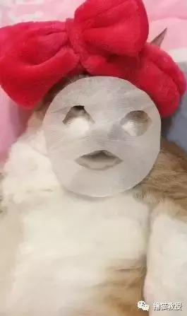 美了!胖猫竟然爱上了敷面膜