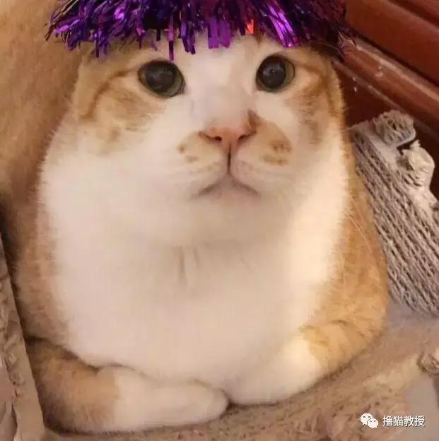 美了!胖猫竟然爱上了敷面膜