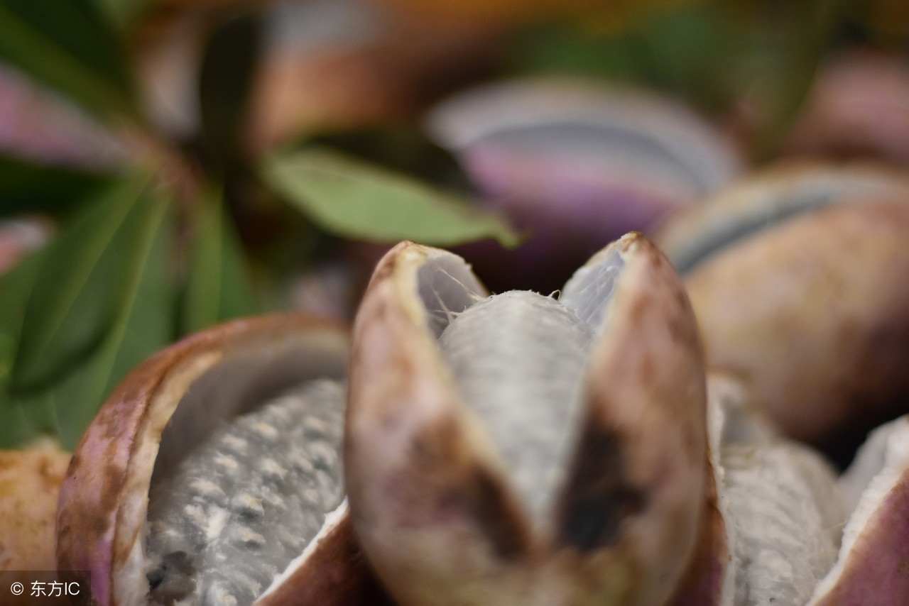 大别山新县原始森林,大别山儿时的味道野刺果