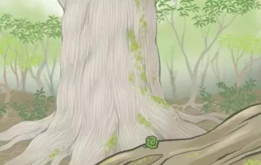 蛙不着家!空巢老母亲就将它去的地方、买的珍品统统扒了一遍!