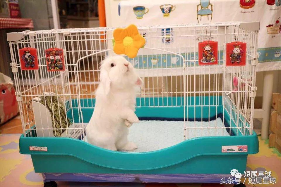 哪种兔笼比较好,兔笼有几种款式