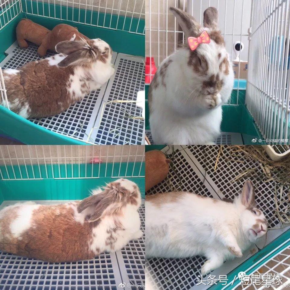 哪种兔笼比较好,兔笼有几种款式