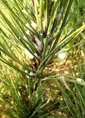 大别山新县原始森林,大别山儿时的味道野刺果