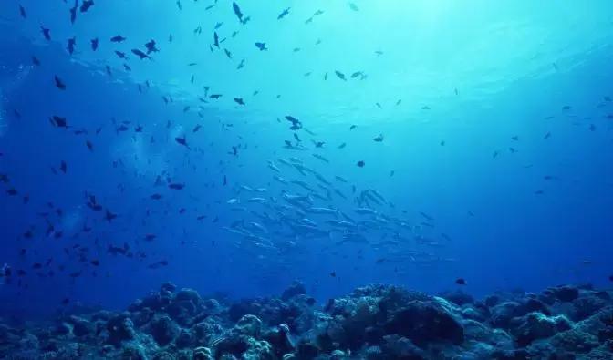 蓝色珊瑚礁鸡尾酒传说故事,蓝色珊瑚礁鸡尾酒怎么喝