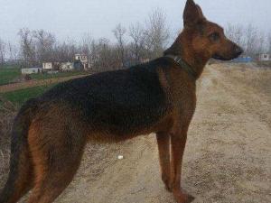 优秀品种德牧幼犬,国产顶级大型莱州红犬